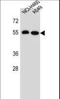 LRRC6 Antibody (aa179-207)