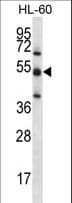 Polyclonal Rabbit anti-Human TOE1 Antibody (aa90-117, WB)