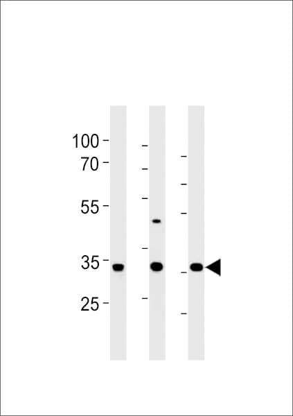 Polyclonal Rabbit anti-Rat CGREF1 Antibody (aa220-248, WB)
