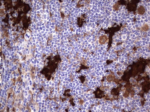 LGALS3 / Galectin 3 Antibody (clone UMAB157, Carrier-free)