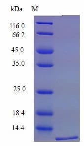 Mouse Ccl12 / MCP5 Protein (Recombinant)