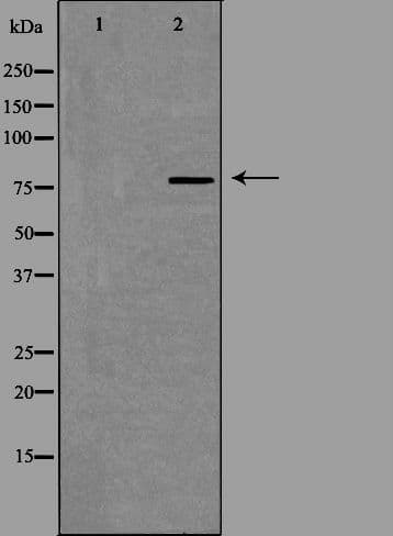 SLCO1A2 / OATP Antibody