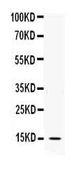 IL3 Antibody (aa20-152)