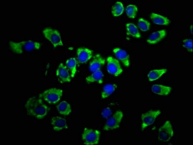 LSAMP / LAMP Antibody
