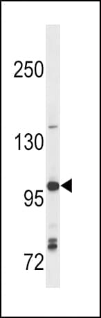 TLR7 / CD287 Antibody (aa98-128)