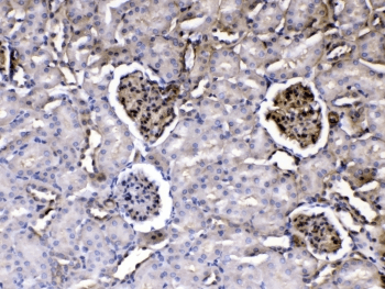 Polyclonal Rabbit anti-Human Laminin Antibody (IHC, WB)
