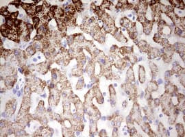 Monoclonal Mouse anti-Human HADH Antibody (clone OTI1E6, aa57-314, IHC, WB)