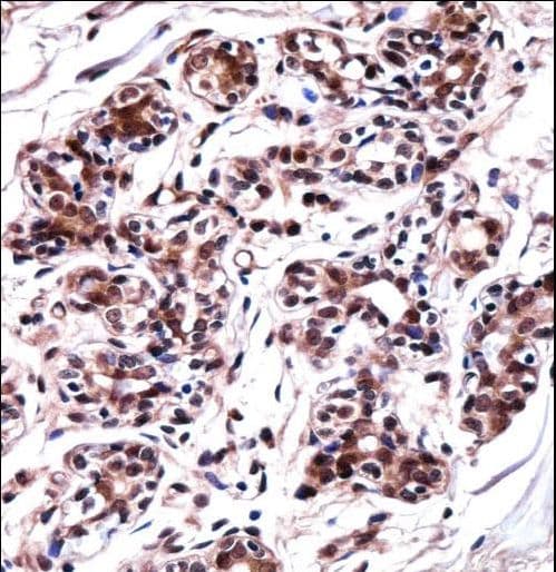 Polyclonal Rabbit anti-Human UBP1 Antibody (aa266-295, IHC, IF, WB)