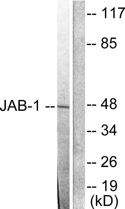IHC-plus™ COPS3 / CSN3 Antibody (aa374-423)