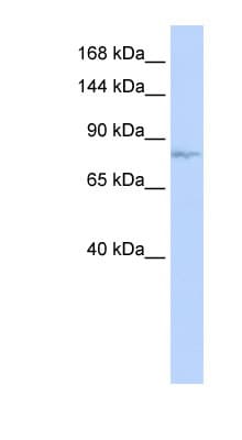 MECOM / EVI1 Antibody (aa324-373)