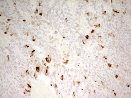 MMP3 Antibody (aa246-477, clone OTI3F11)