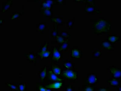 C3orf20 Antibody