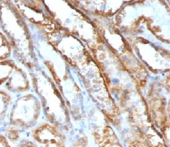 Monoclonal Mouse anti-Human Mitochondria Antibody (clone MTC719, Ready-to-Use, IHC, IF, WB)