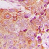 Polyclonal Rabbit anti-Human BCAS4 Antibody (Internal, IHC, WB)