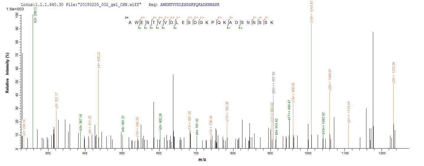 Lassa Virus Lassa N Protein (Recombinant)