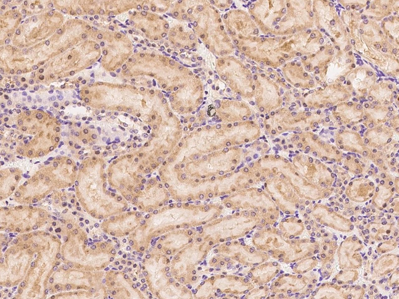 Polyclonal Rabbit anti-Rat SERPINF1 / PEDF Antibody (Preservative Free, IHC, WB)