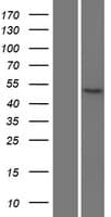 NKD2 Protein (Over-Expression Lysate Myc-DDK (Flag))