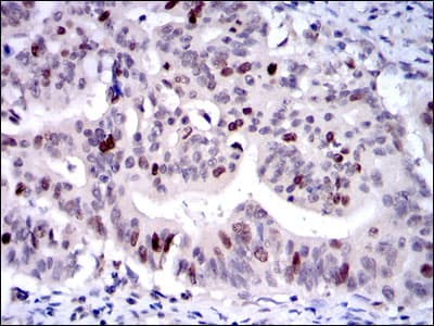 KIF22 / OBP Antibody (clone 5F3)