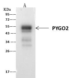 Polyclonal Rabbit anti-Human PYGO2 / Pygopus 2 Antibody (Preservative Free, IF, WB)