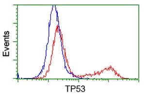 TP53 / p53 Antibody (clone OTI5B2)