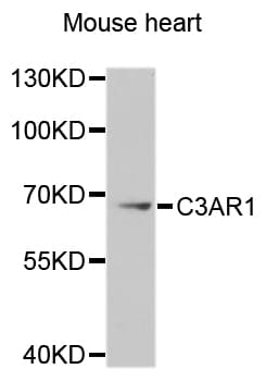 Polyclonal Rabbit anti-Human C3AR / C3a Receptor Antibody (WB)