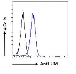 DAT1 / LMO3 Antibody (C Terminus)