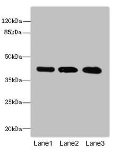 RRAGC / RAGC Antibody
