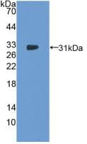 NOSTRIN Antibody (aa18-251, Biotin)