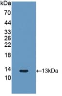 FGF2 / Basic FGF Antibody (aa26-153, Biotin)