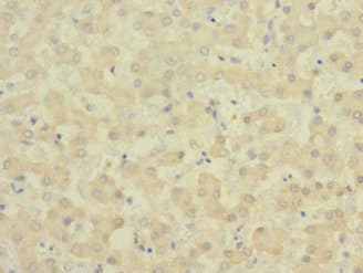 EPHB4 / EPH Receptor B4 Antibody