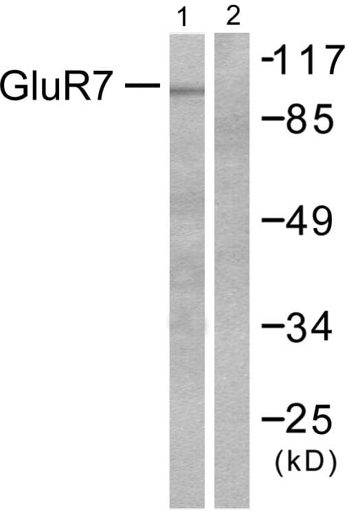 GRIK3 / GLUR7 Antibody