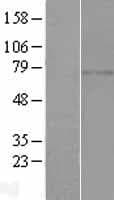CCDC185 Protein (Over-Expression Lysate Myc-DDK (Flag))