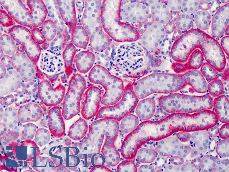 IHC-plus™ Monoclonal Rat anti-Mouse Basigin / Emmprin / CD147 Antibody (IHC, WB)