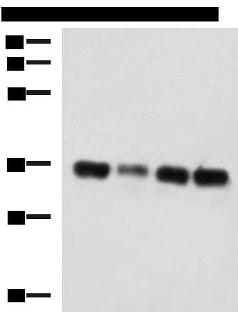 GRHPR / Glyoxylate Reductase Antibody