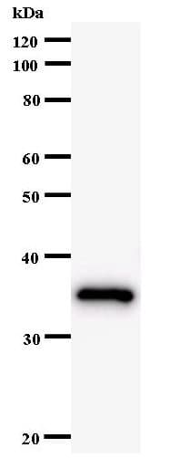Monoclonal Mouse anti-Human BRF1 Antibody (clone BRF1G2A8, WB)