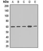 NAE1 / APPBP1 Antibody