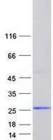 Human AIF1L Protein (Recombinant Myc-DDK (Flag))