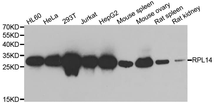 RPL14 / Ribosomal Protein L14 Antibody