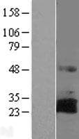 RNF144A / RNF144 Protein (Over-Expression Lysate Myc-DDK (Flag))