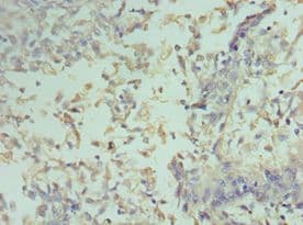 CCND2 / Cyclin D2 Antibody (aa1-289)
