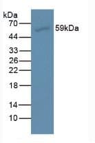 Monoclonal Mouse anti-Zebrafish AMH / Anti-Mullerian Hormone Antibody (WB)