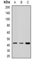 RPH3AL Antibody