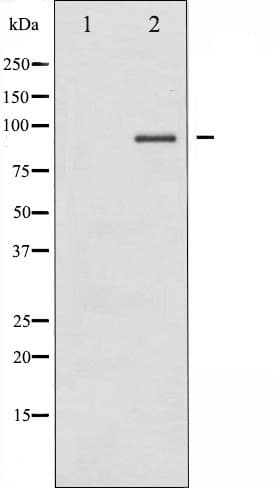 CHUK / IKKA / IKK Alpha Antibody