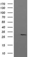 KLK8 / Kallikrein 8 Antibody (clone OTI1A10)