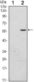 CD276 / B7-H3 Antibody (clone 6A1)