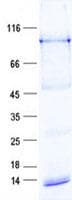 Human TRIM41 Protein (Recombinant His, N-Terminal)