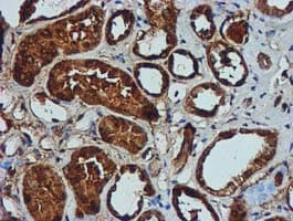 GATM / AGAT Antibody (clone OTI1E3, Carrier-free)