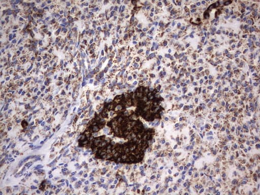 Monoclonal Mouse anti-Human HADH Antibody (clone UMAB151, aa57-314, IHC, WB)