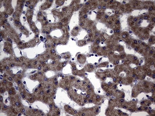 DDOST / OST48 Antibody (aa131-378, clone OTI2H2)