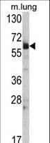 HSP70L1 / HSPA14 Antibody (aa80-109)